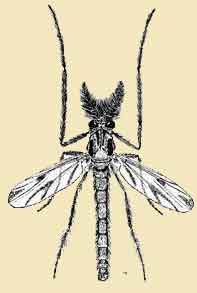Dicrotendipes thanatogratus
