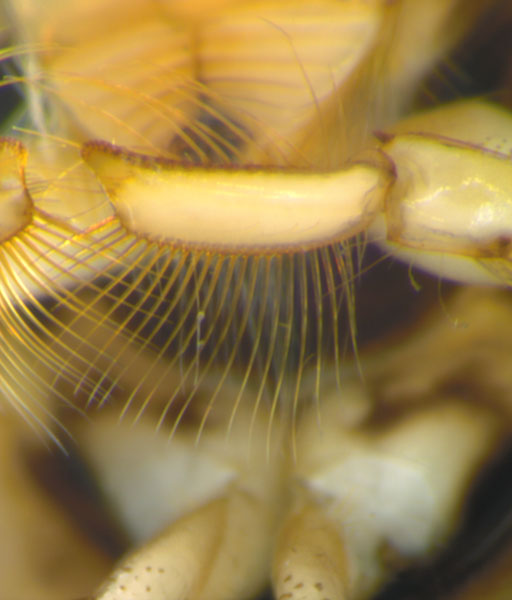Hesperocorixa obliqua
      pala